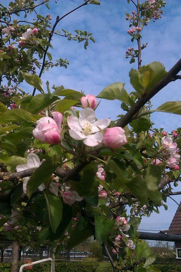 B&B De Vlinder Hardenberg Esterno foto